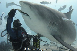 Shark feeding in Playa del Carmen,Mexico by Ramon Magana 